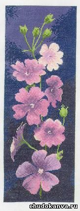 Geraniums